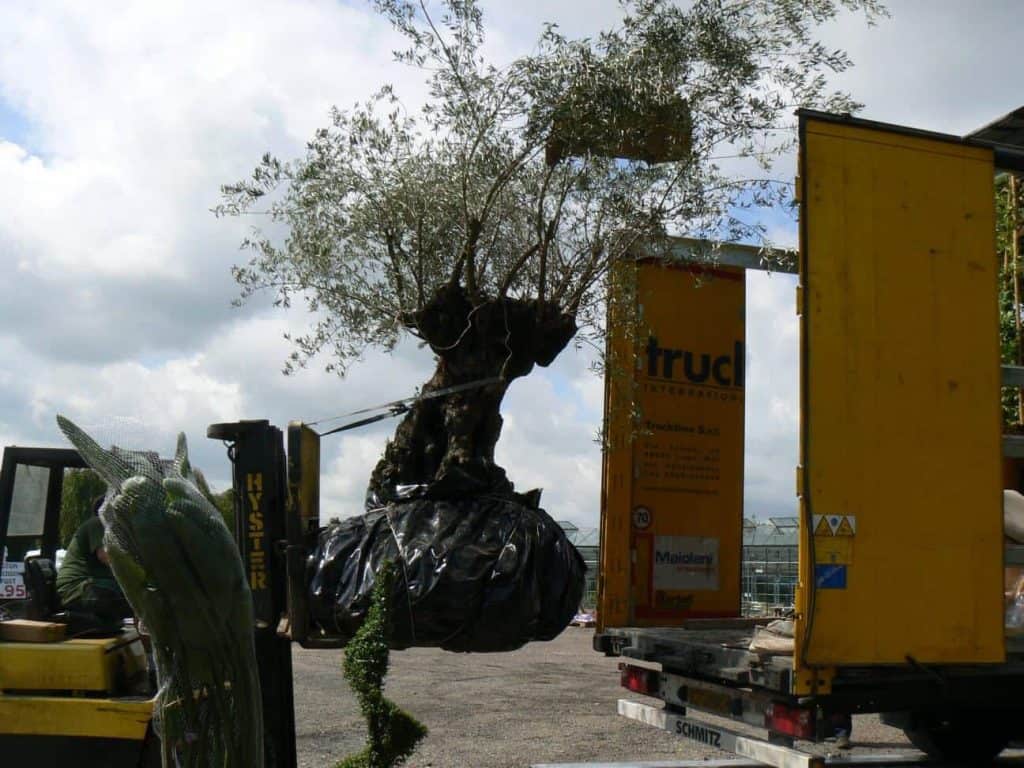 Large Olive Tree ordered for customer