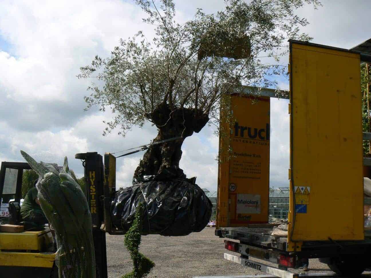 Large Olive Tree ordered for Woolpit plant nurseries customer