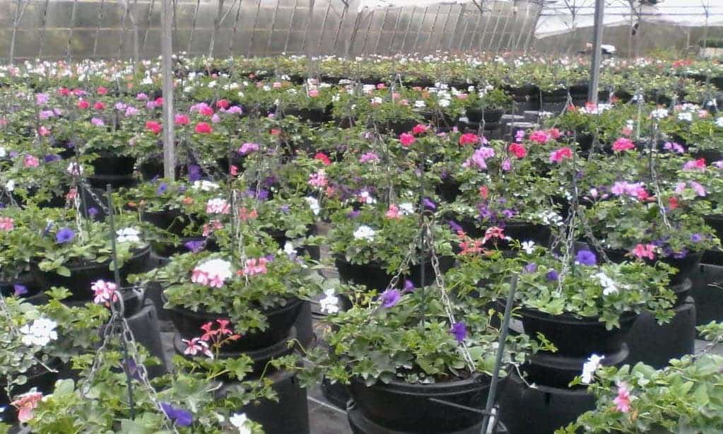 In Bloom baskets by plant nursery