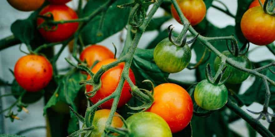 Tomato plants and vegetable plants to buy, Woolpit Nurseries