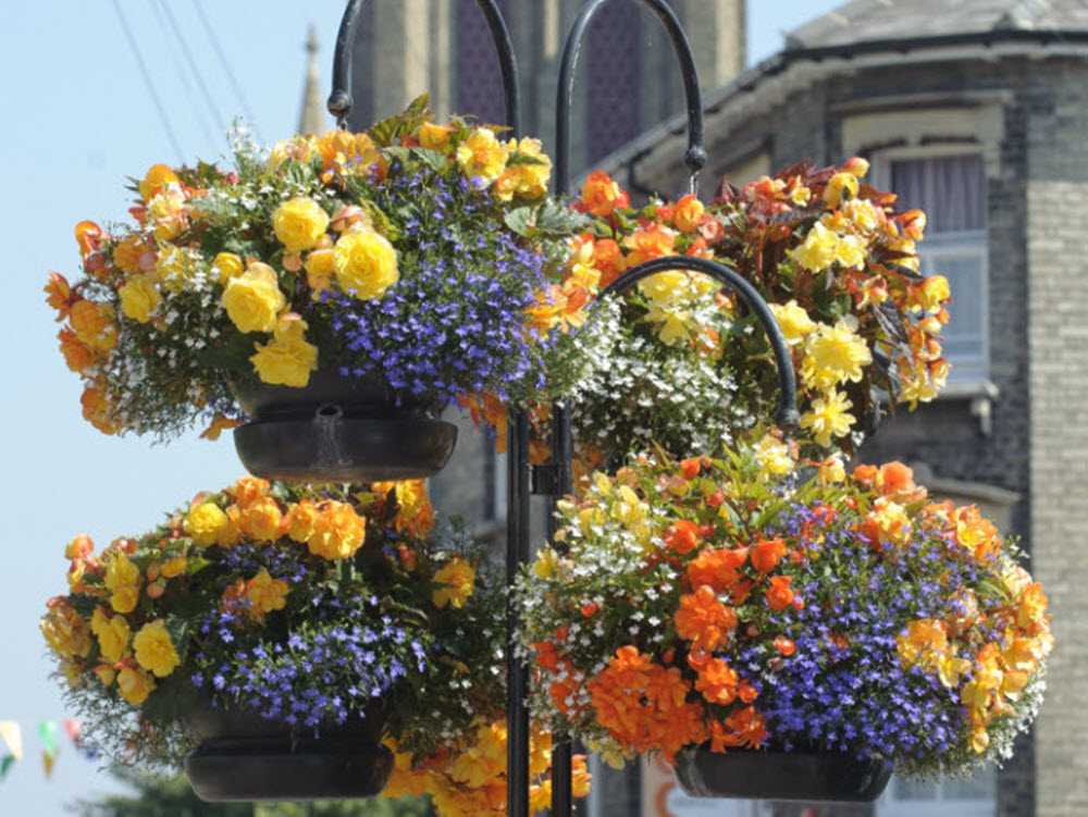 hanging baskets for in full bloom this summer - Woolpit Nurseries