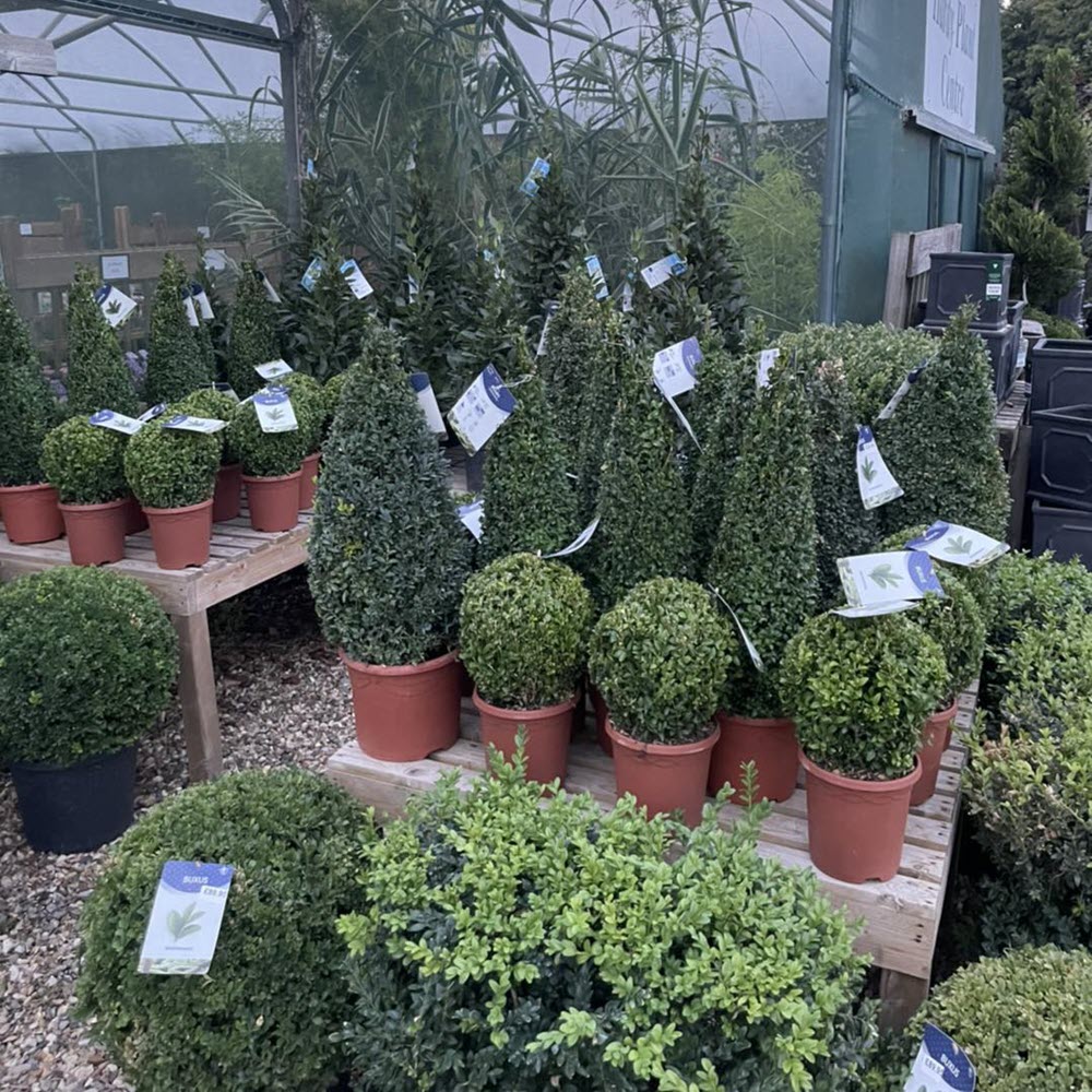 Italian shrubs Buxus topiary Woolpit Nurseries
