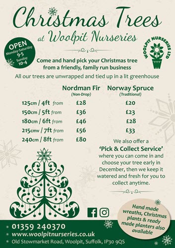 Real Christmas Trees at Woolpit Nurseries 2023