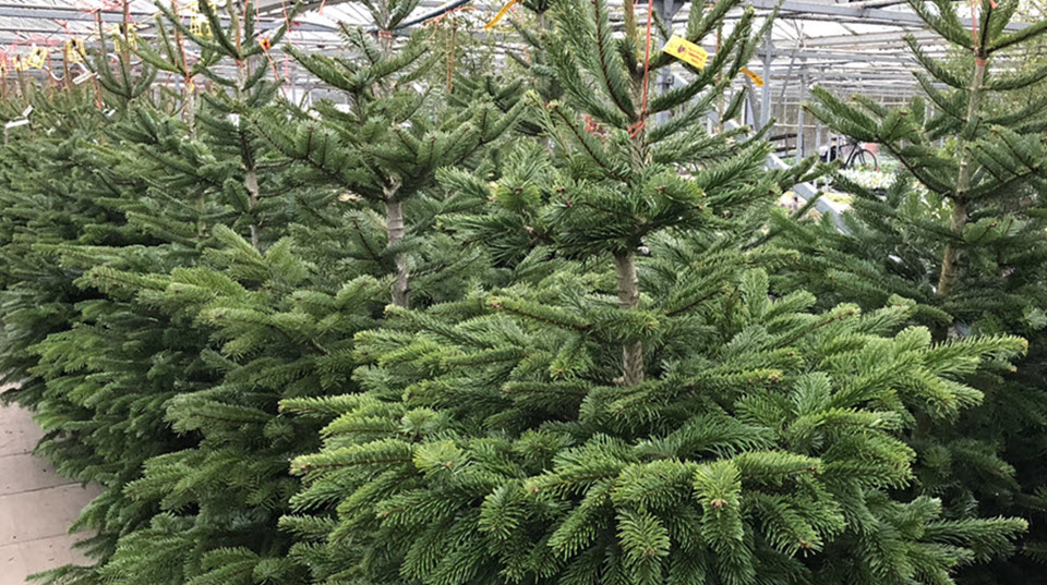 Real Christmas trees Woolpit Nurseries Suffolk