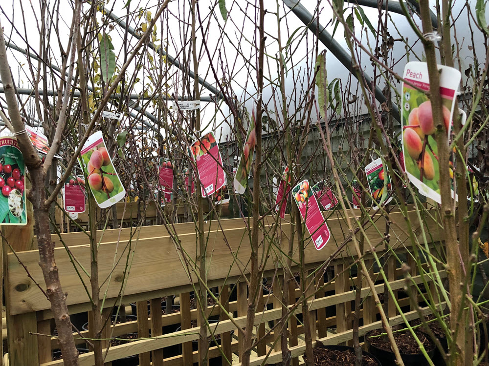 New for Autumn Winter - Fruit trees at Woolpit Nurseries