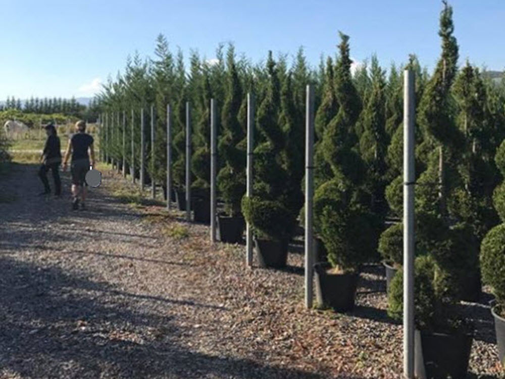 Italian plants trees at Tuscany grower Woolpit Nurseries