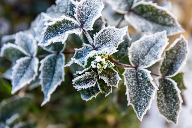 Protect tender garden plants from frosts