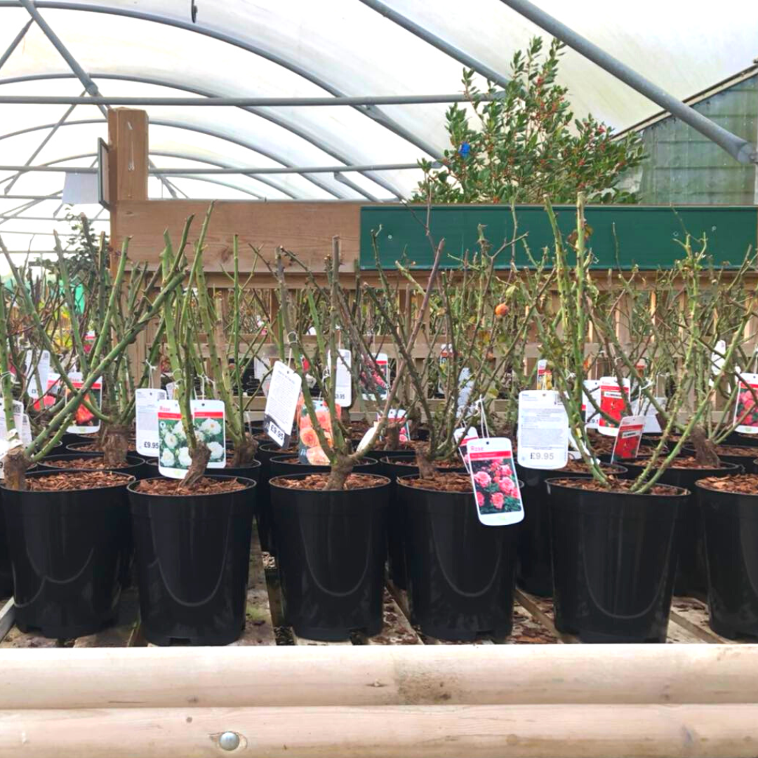 Garden potted roses Woolpit Nurseries