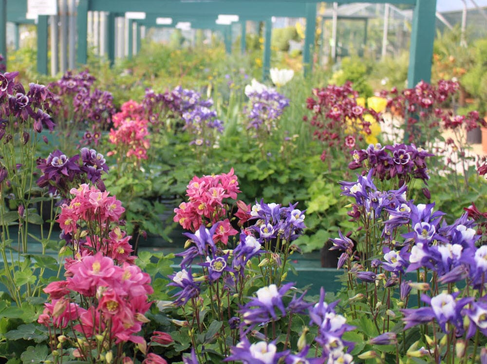 Buy hardy perennial plants in Suffolk