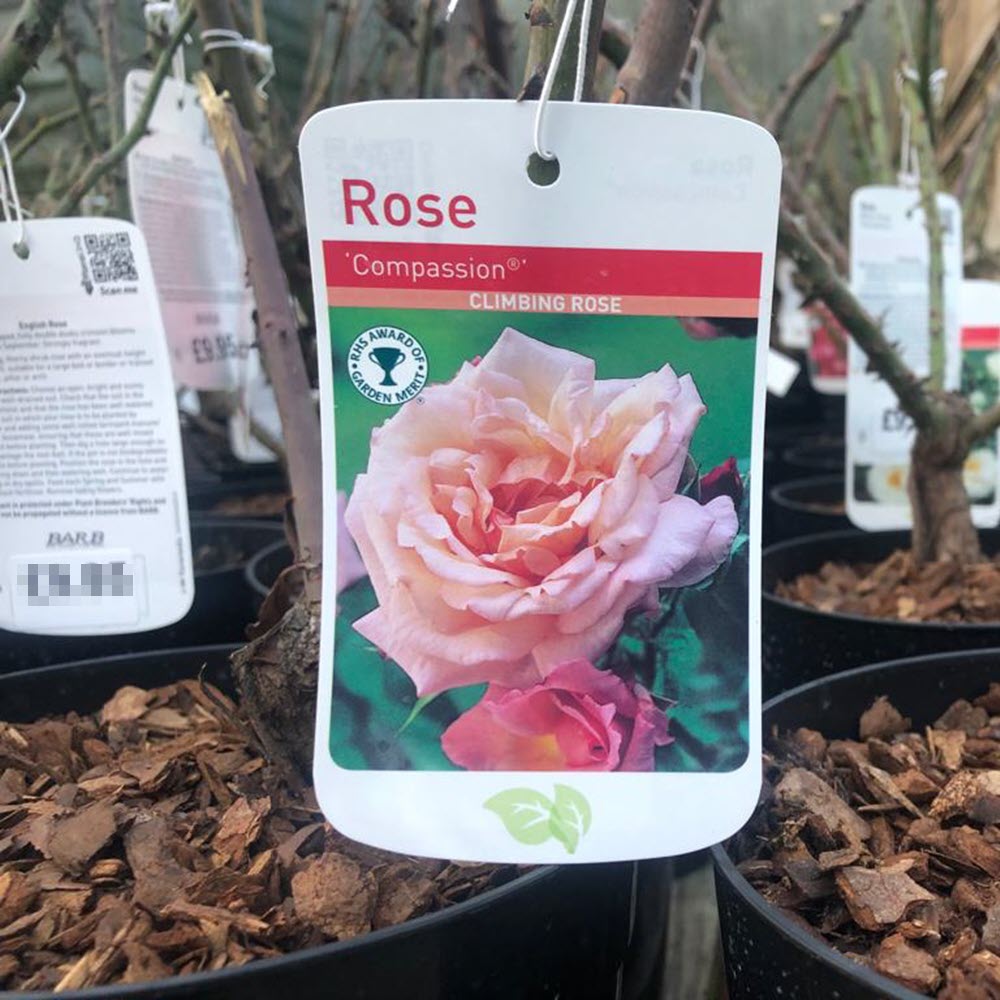Climbing Rose Compassion Woolpit Nurseries