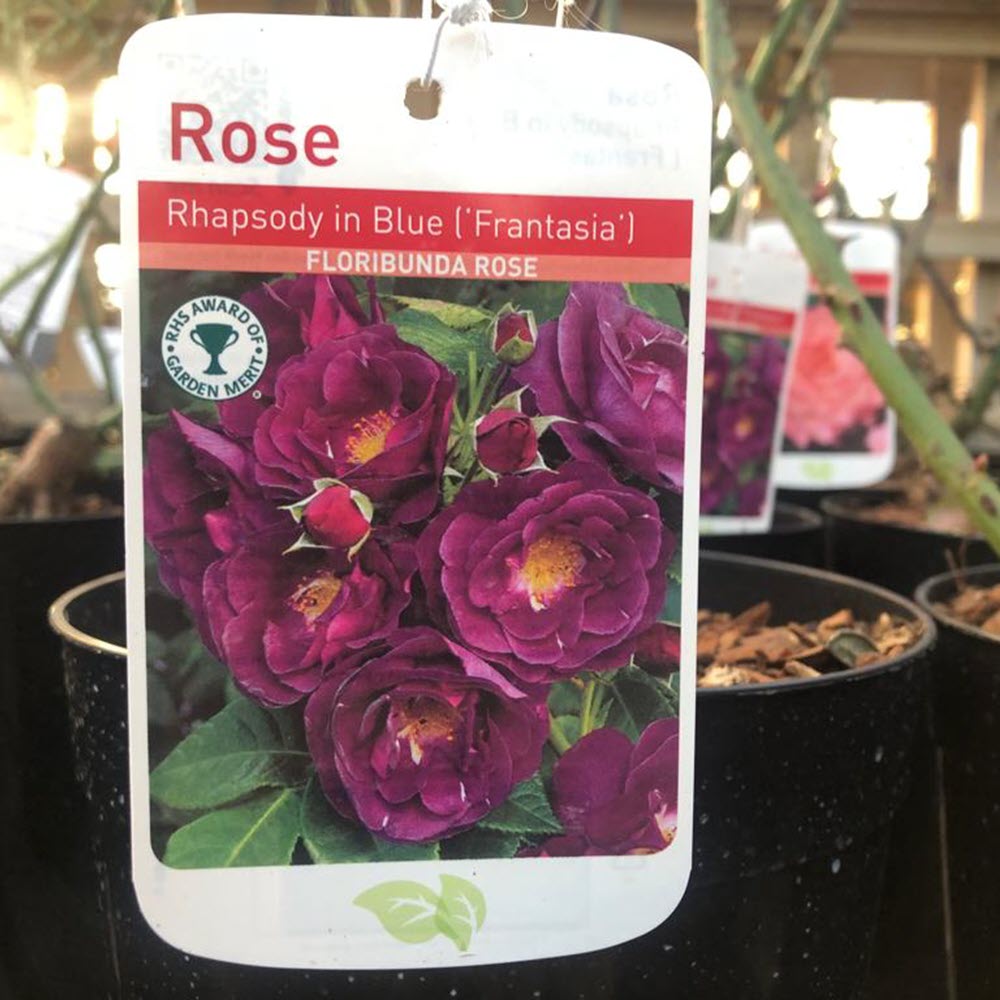 Floribunda Rose Rhapsody in Blue Woolpit Nurseries