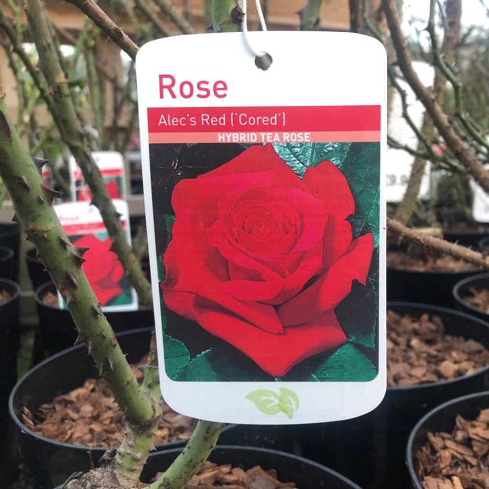 Hybrid Tea Rose Alecs Red Woolpit Nurseries