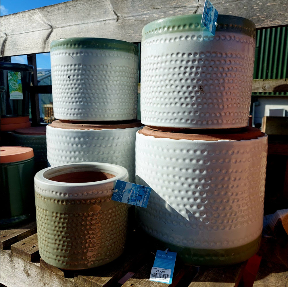 Ceramic patterned patio planters Woolpit Nurseries
