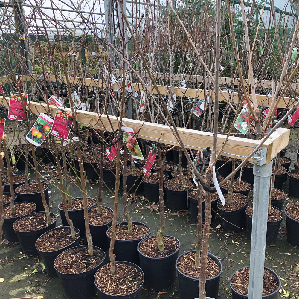 ornamental trees and fruit trees in pots Woolpit Nurseries