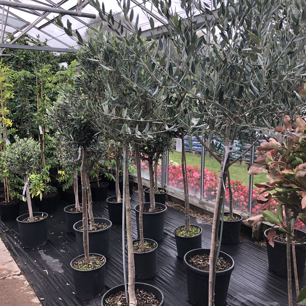 Olea olive trees Italian plants Woolpit Nurseries