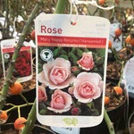 Rose garden plant Woolpit Nurseries
