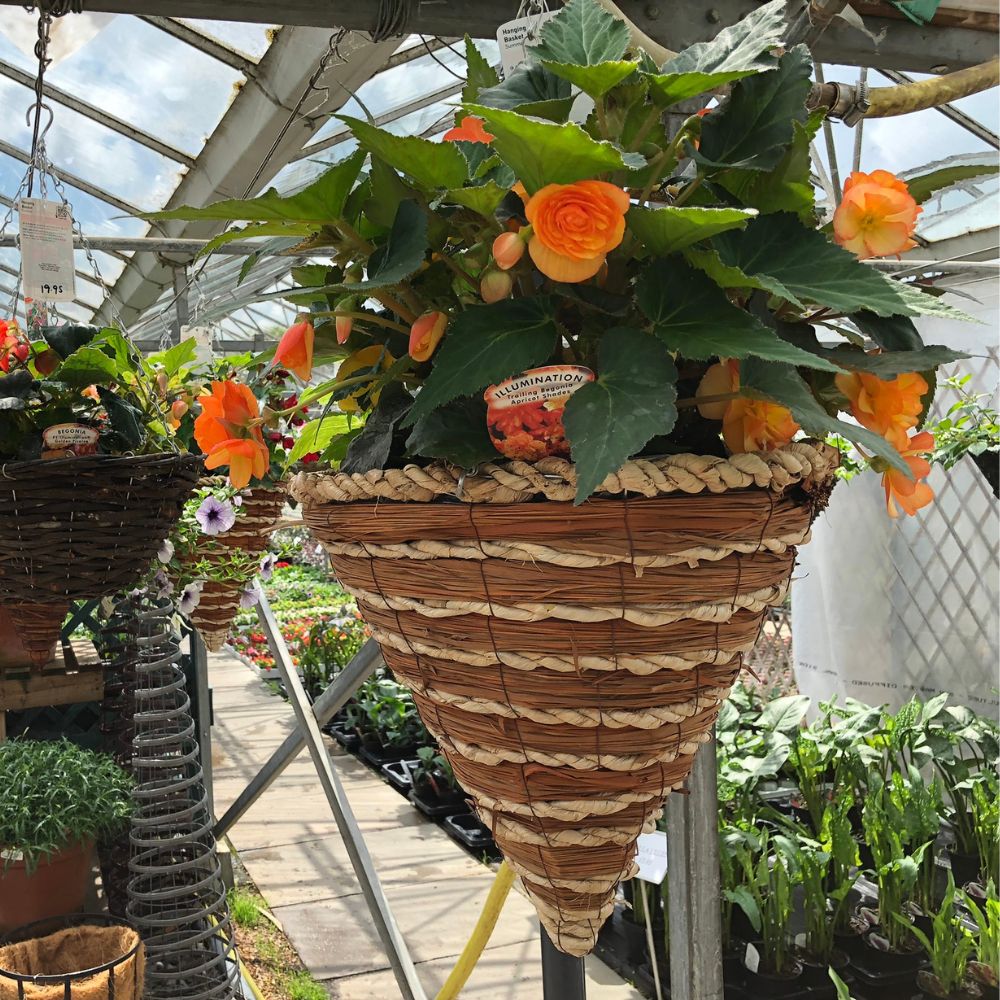 Begonia hanging basket Woolpit Nurseries