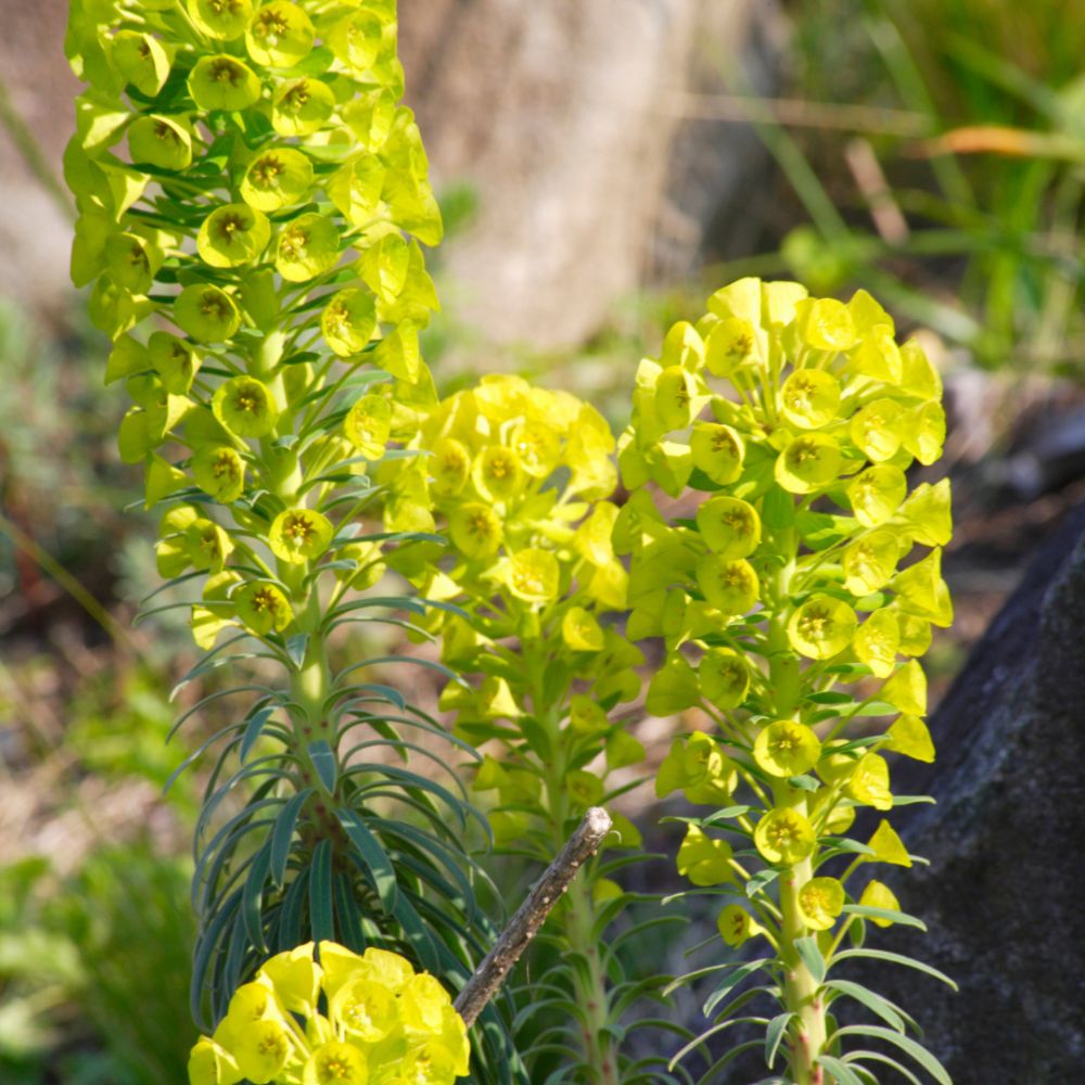 Euphorbia perennial plants Woolpit Nurseries