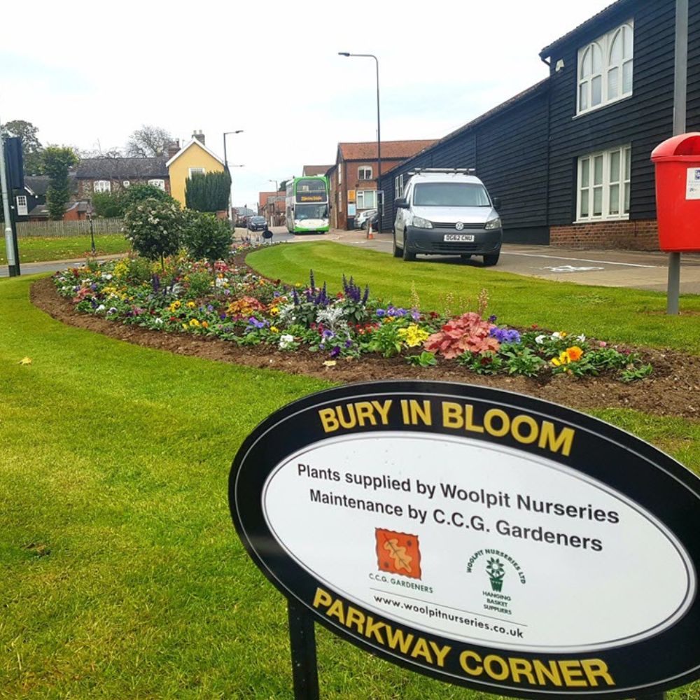 In bloom commercial bedding plants Woolpit Nurseries