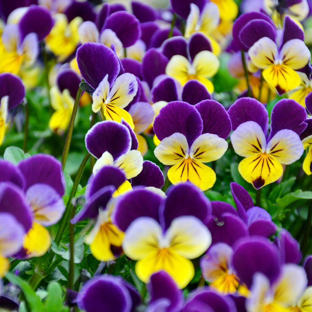 Viola perennial plants Woolpit Nurseries
