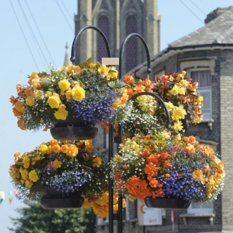 Commercial Hanging Baskets In Bloom Supplier Woolpit Nurseries