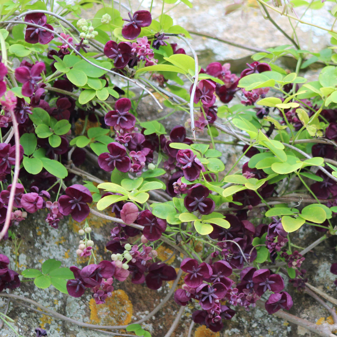 Akebia chocolate vine climbing plant Woolpit Nurseries