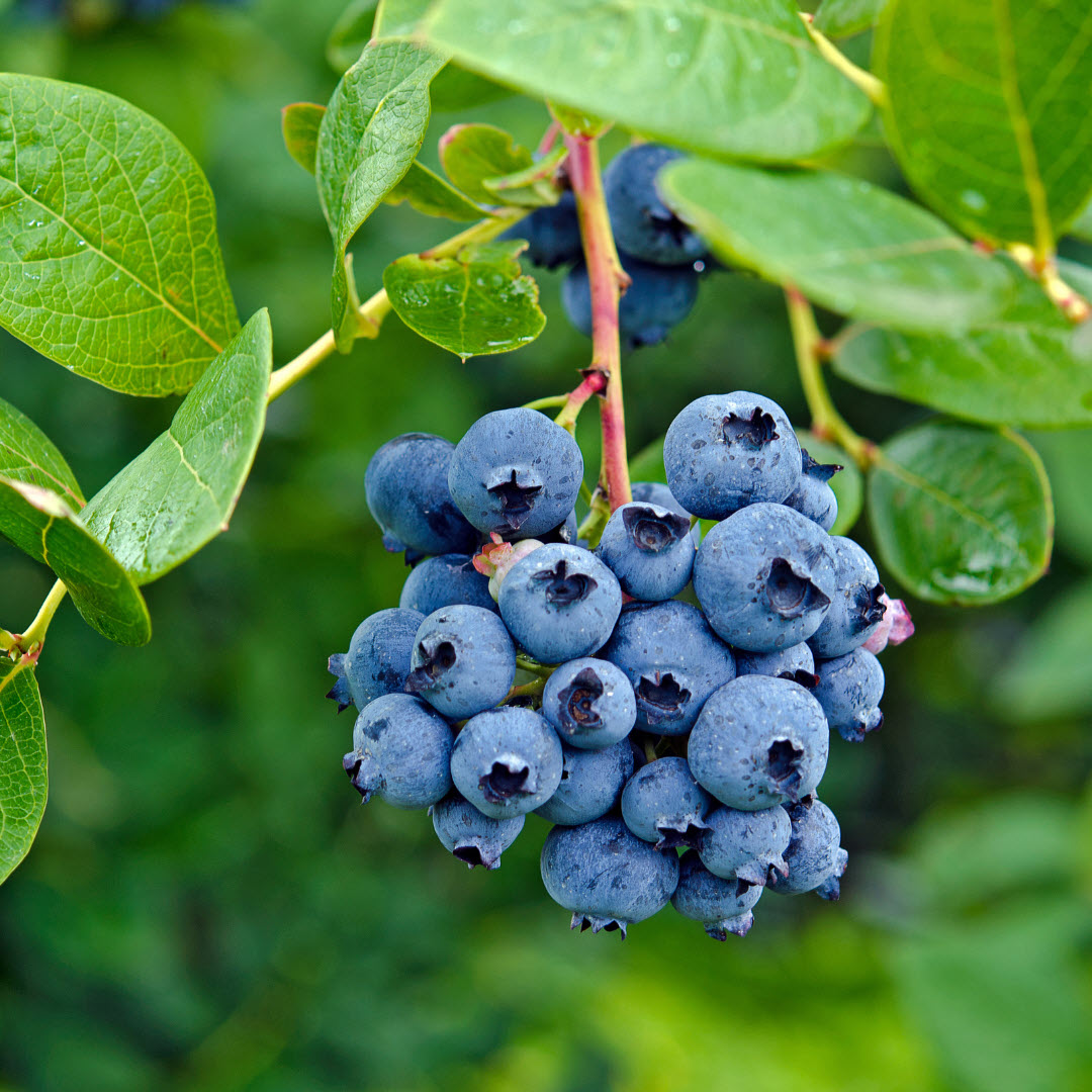 Blueberry soft fruit plants Woolpit Nurseries