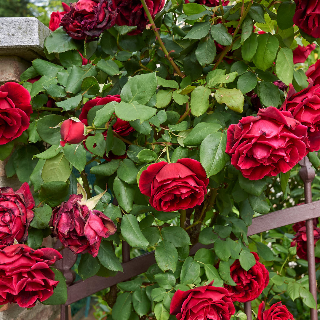 Climbing rose rosa Woolpit Nurseries