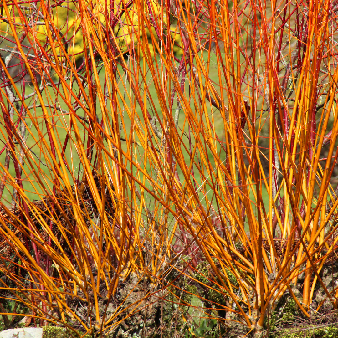 Cornus Annys Winter Orange shrub Woolpit Nurseries