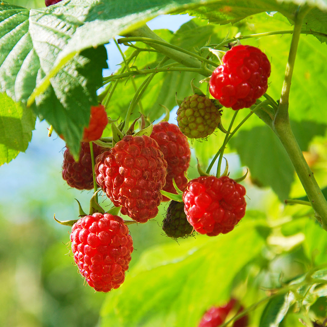 Raspberry soft fruit plants Woolpit Nurseries
