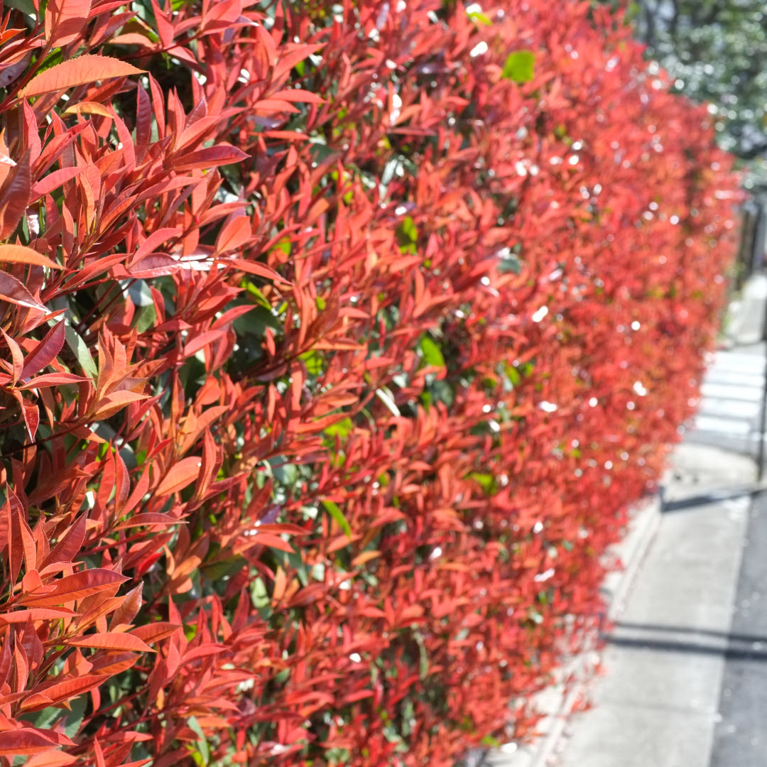 Red robin hedging plants Woolpit Nurseries