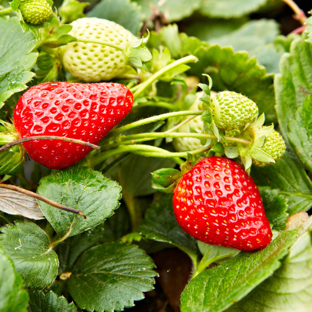 Strawberry soft fruit plants Woolpit Nurseries