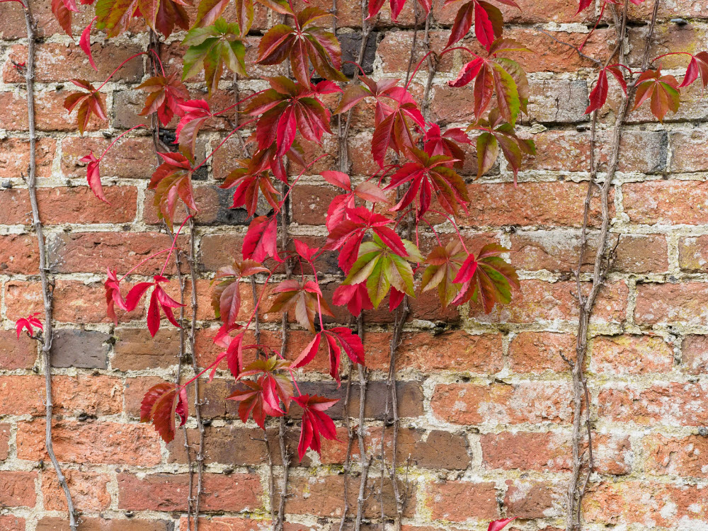 climbing plant wall Woolpit Nurseries