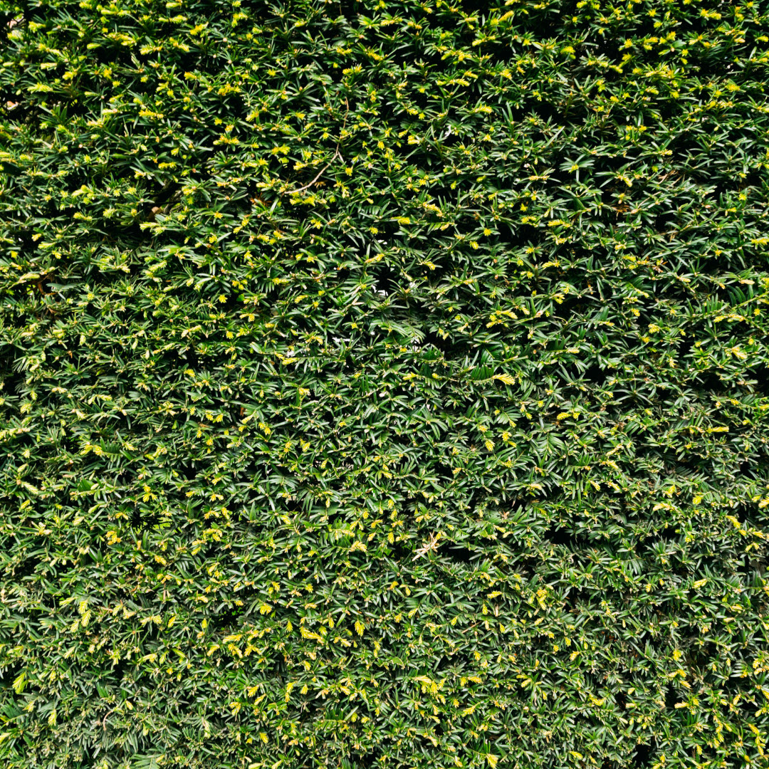 hedging plants yew Woolpit Nurseries