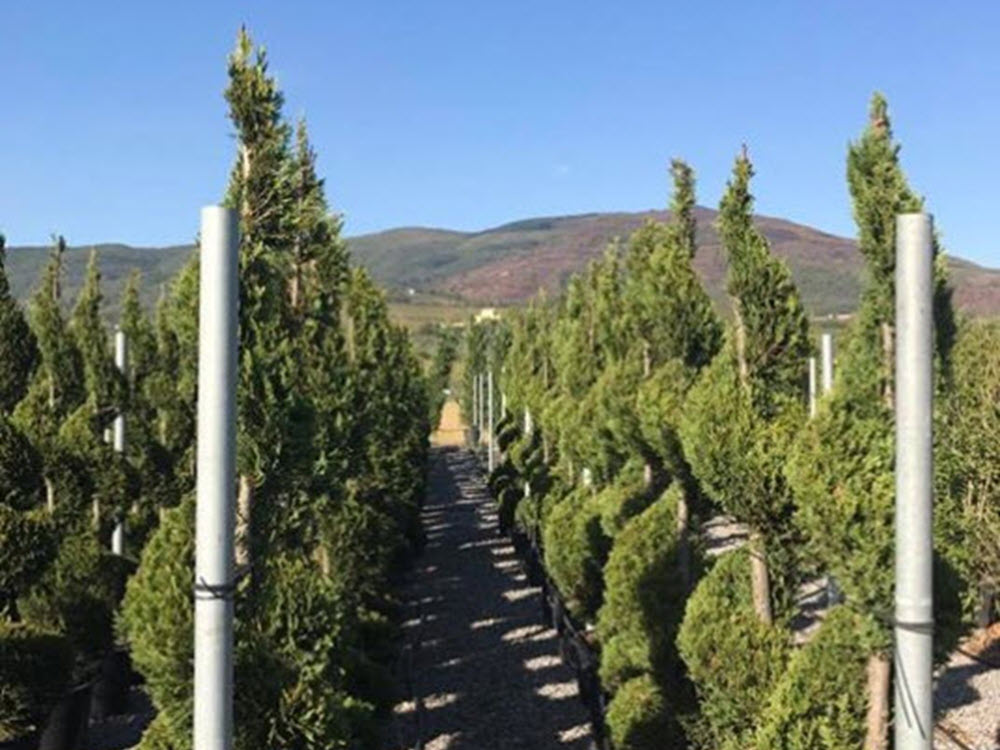 Italian plants trees Woolpit Nurseries