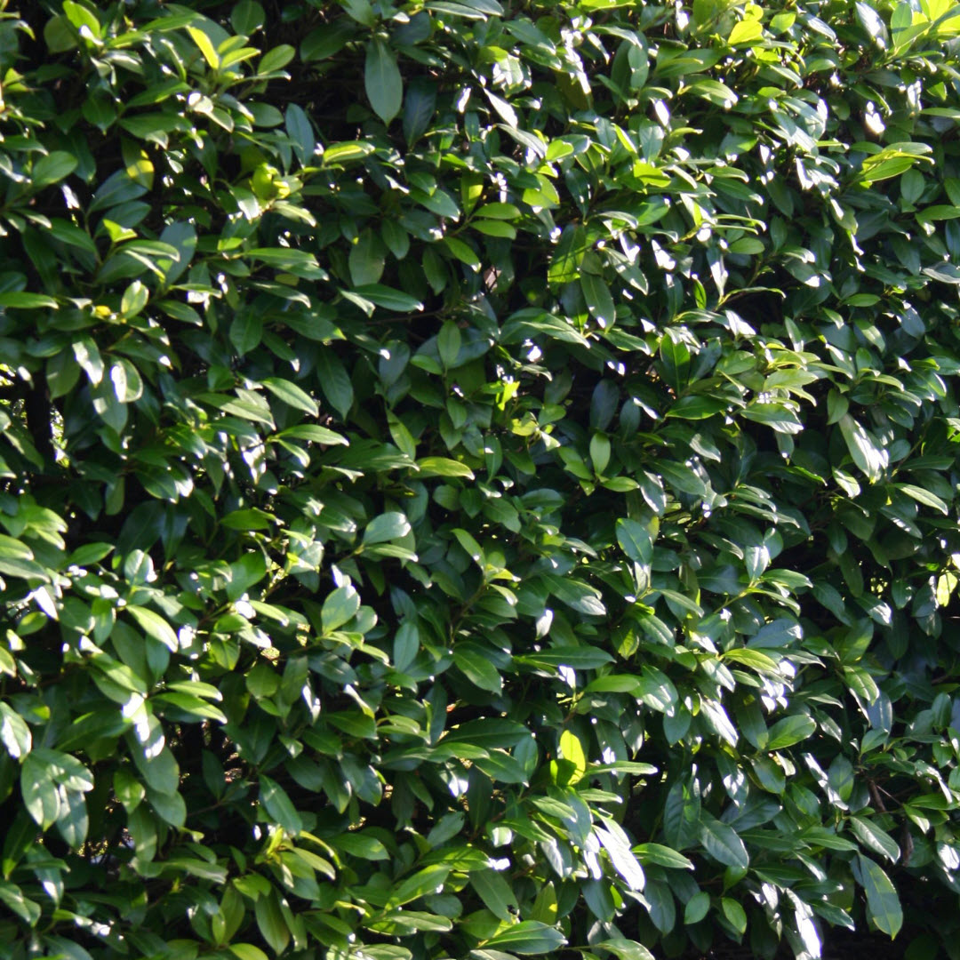 portugese laurel hedging plants Woolpit Nurseries