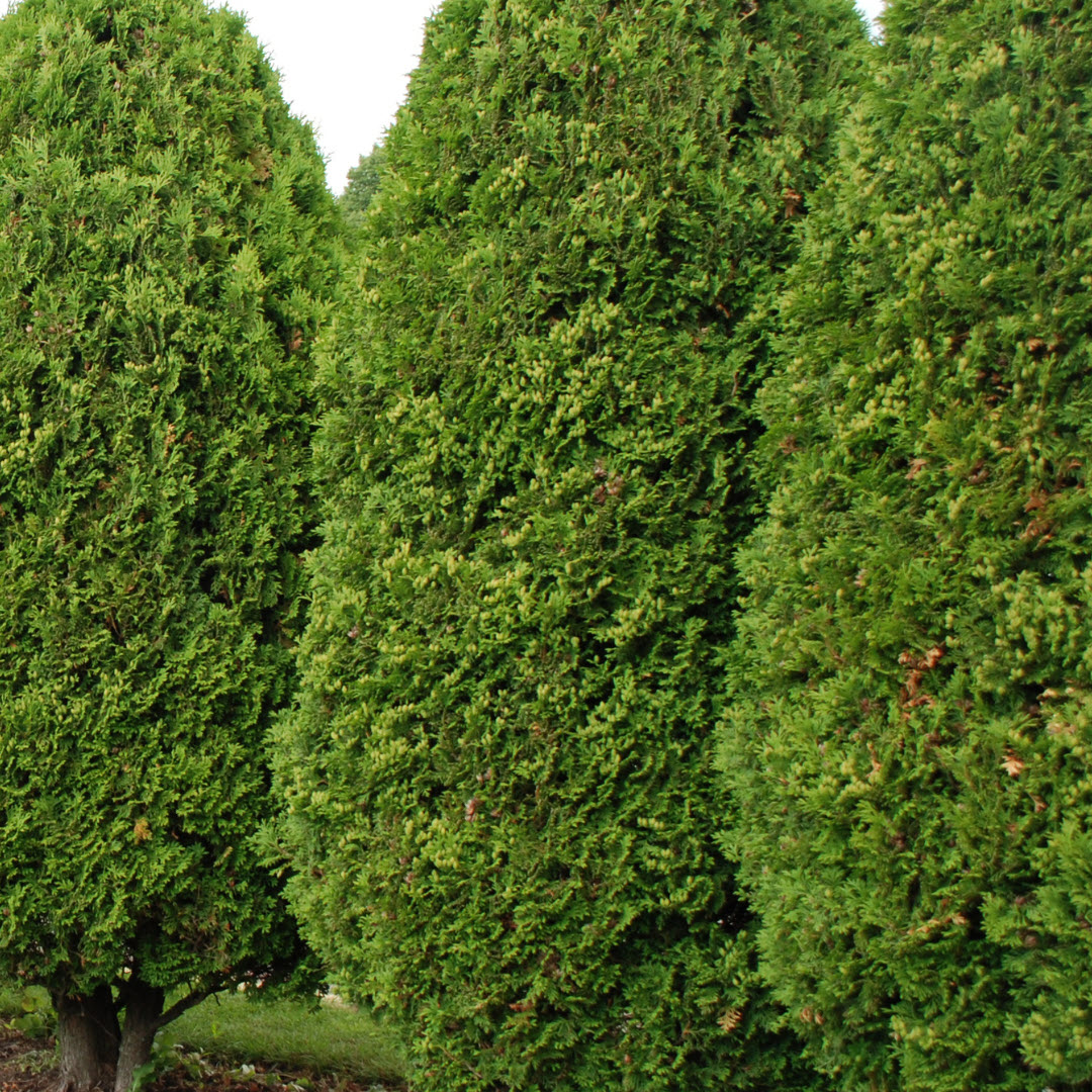 thuja cypress hedging plants Woolpit Nurseries