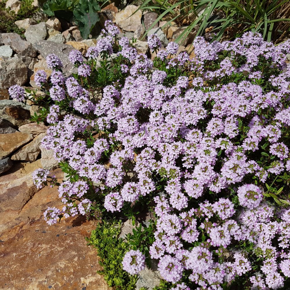 Alpines Thymus vulgaris Woolpit Nurseries