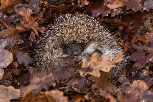 gardening tips hedgehog hibernating Woolpit Nurseries