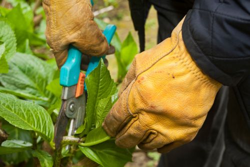 gardening tips pruning hydrangeas Woolpit Nurseries