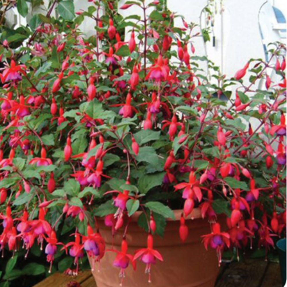 Fuchsia container plant Woolpit Nurseries
