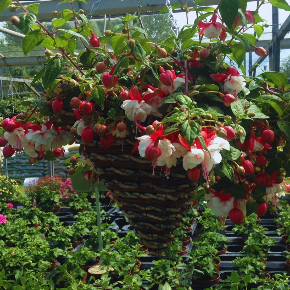 Hanging basket Fuchsia Woolpit Nurseries