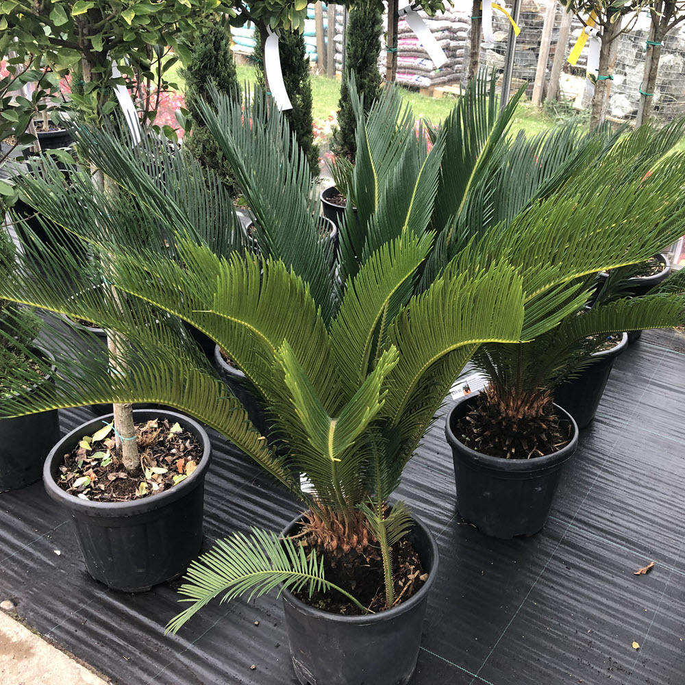 Italian cycas palm plant Woolpit Nurseries