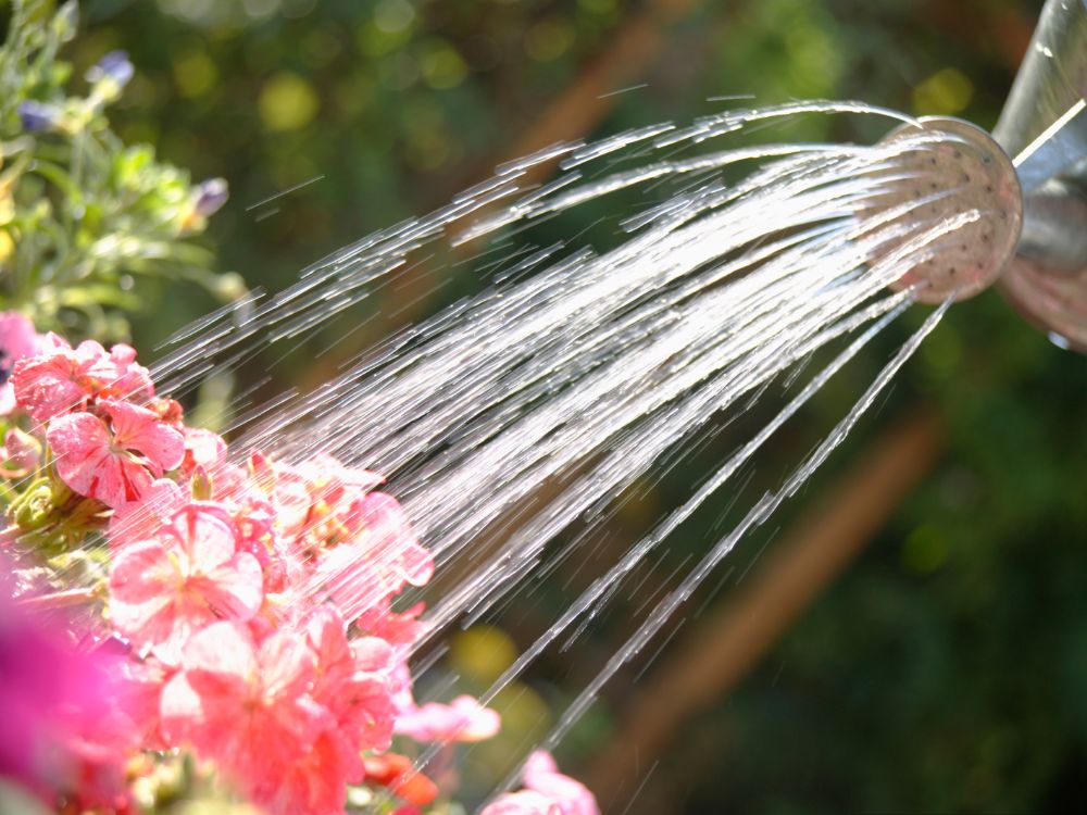 Watering garden plants Woolpit Nurseries