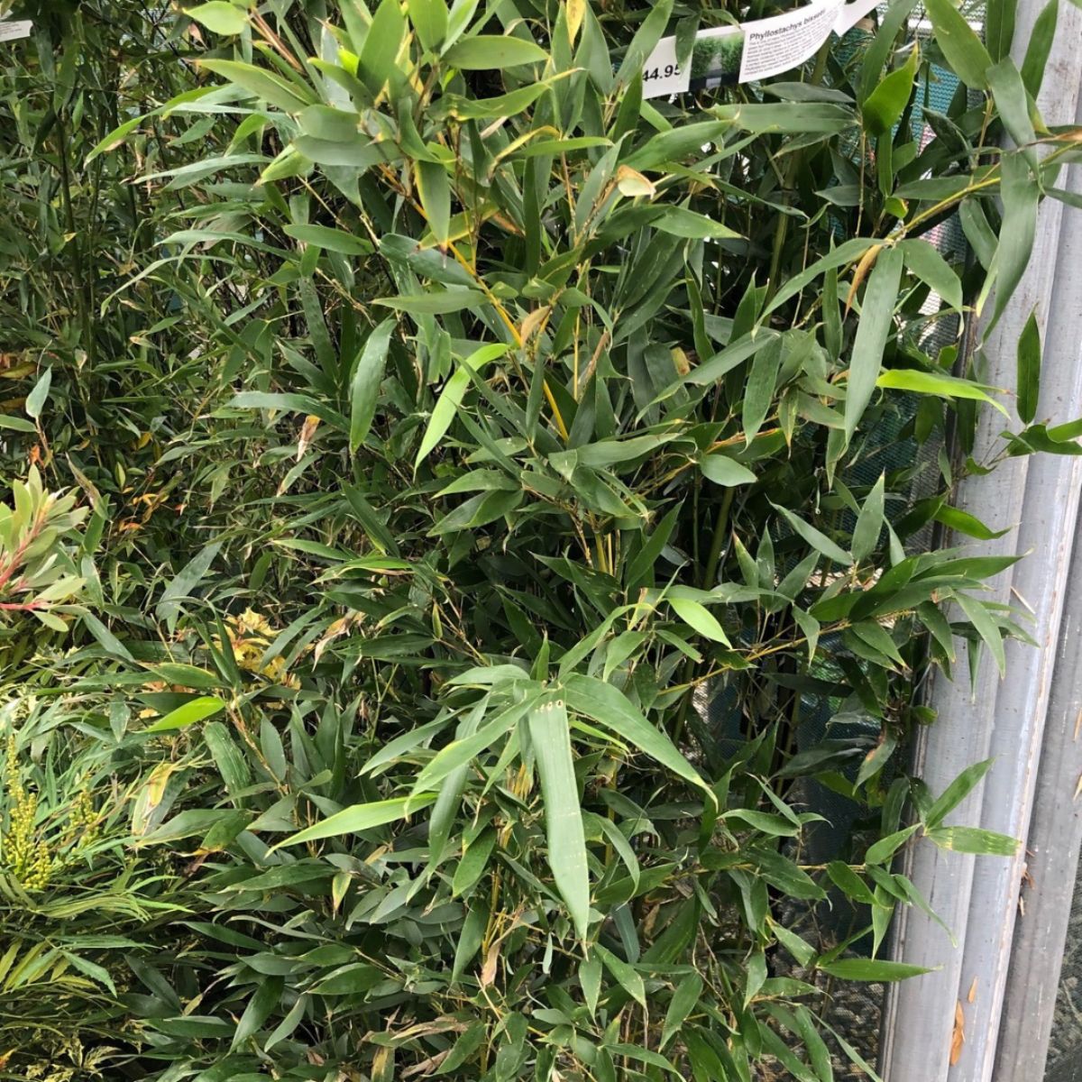 Bamboo Phyllostachys bissetti Italian Plants Woolpit Nurseries