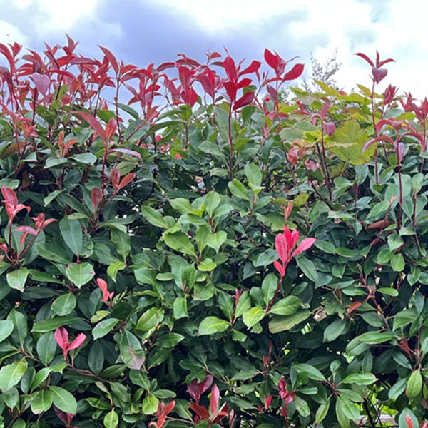 Hedging plants for autumn planting in Suffolk gardens