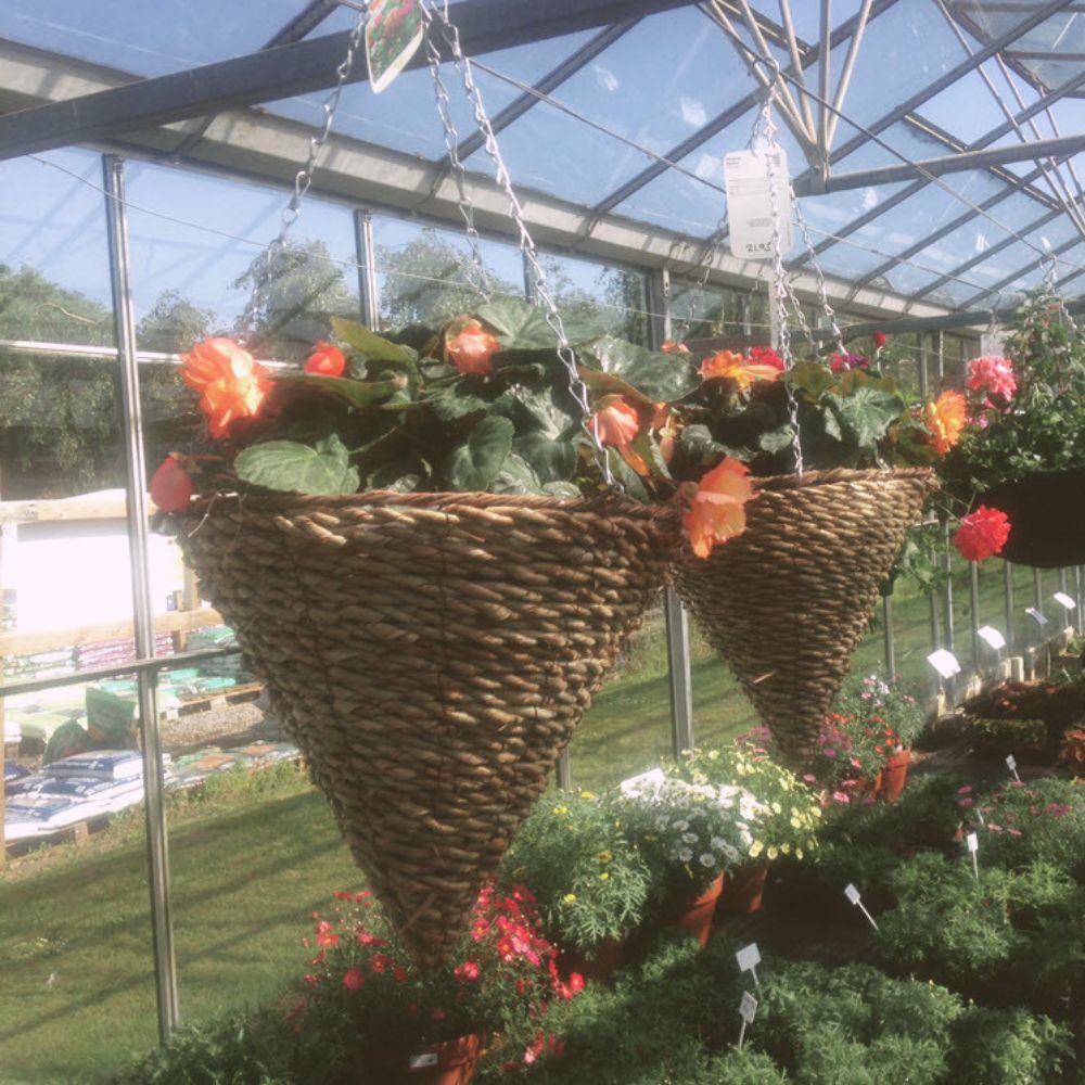 Hanging basket for In full Bloom this summer - Woolpit Nurseries