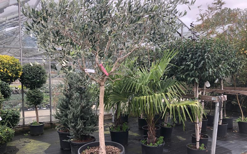 Olive trees Italian plants at Suffolk nursery Woolpit Nursery