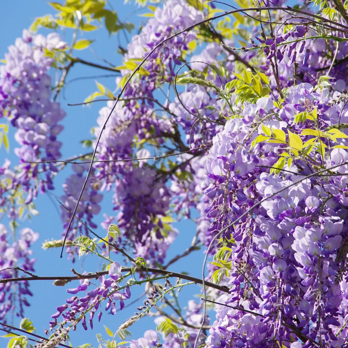 Wisteria Italian Plants from Italy Woolpit Nurseries