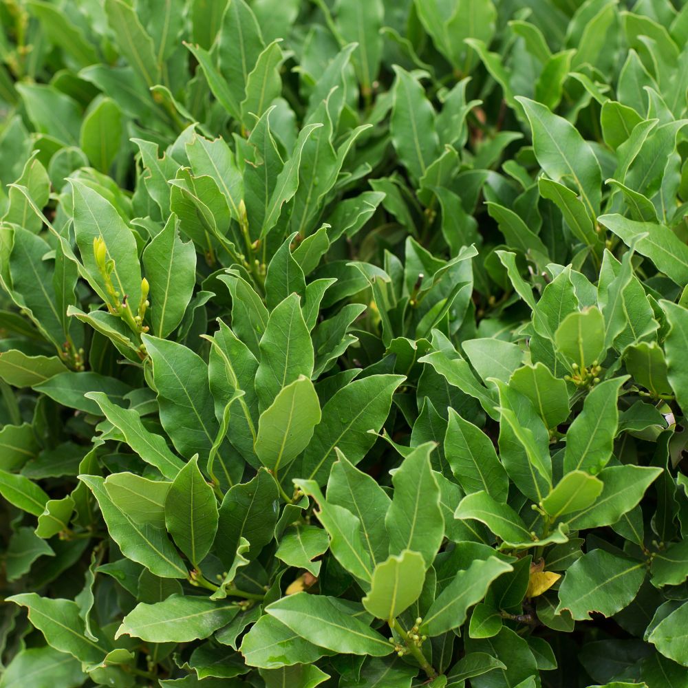 bay buy herb plants Woolpit Nurseries